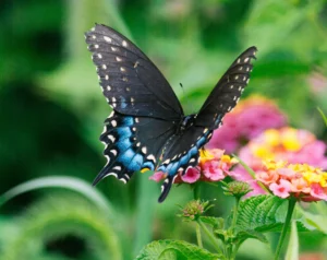 Papillon noir aux motifs bleus posé sur des fleurs de jardin.